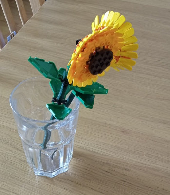 Sonnenblume Seite.jpg