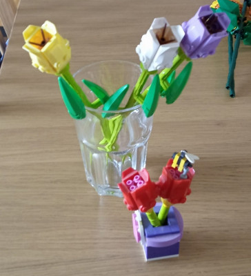 Tulpe vorne.jpg