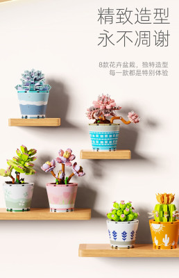 Wonder Moon - Succulent Plants 02.jpg