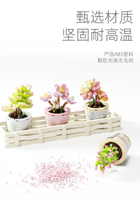 Wonder Moon - Succulent Plants 04.jpg