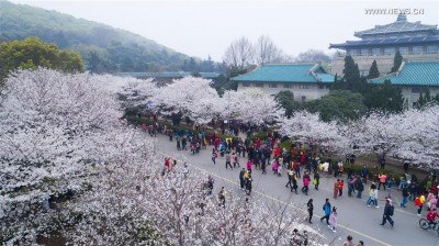 Wuhan Cherry Blossom.jpg