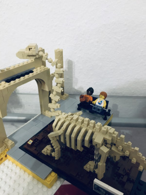Brachiosaurus Skelett im Museum